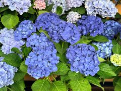 -溪岸路花鸟市场