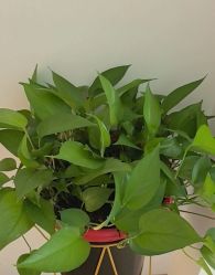 -Dr.林醫生产后修复·配方产康店(南京大厂店)