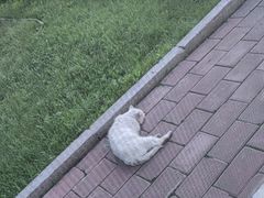 -额尔古纳风情源非遗俄餐