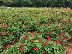 -松山湖梦幻百花洲