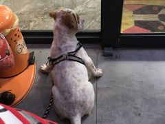 -严国平动物医院(德政总院)