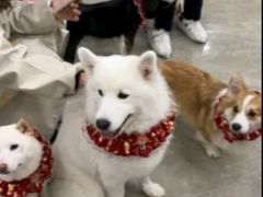 -和它·交个朋友·狗咖猫咖(爱琴海店)