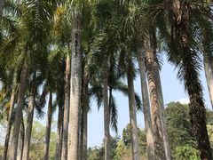 -中国科学院西双版纳热带植物园