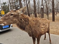 -秦皇岛野生动物园