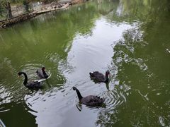 -广东茂名森林公园