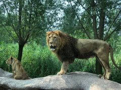 -北京野生动物园