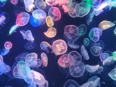 -海合安成都极地海洋公园
