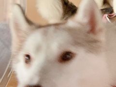-Husky Go! 哈士奇体验馆·宠物咖啡厅狗咖