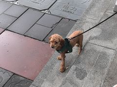 -汪喵宠物医院·骨科心脏影像·犬猫急重症ICU诊疗中心(成华分院)