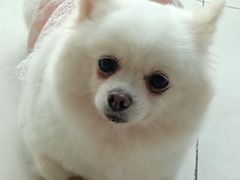 -怪兽屋·羊驼·猫咖·狗咖(俊华广场店)