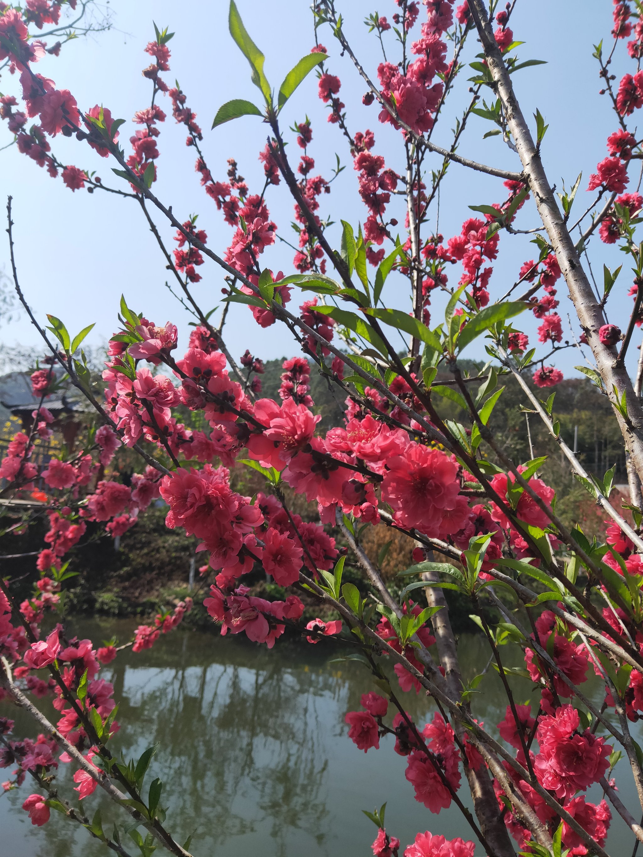 桃花风景 最美图片