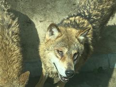 -北京野生动物园