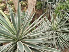 -北京植物园-展览温室