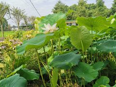 -洪湖家庭农场·团建·露营·会议