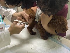 -艾贝尔宠物诊疗