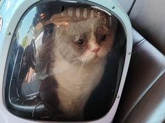 -瑞派康怡24h宠物医院·犬猫医疗中心·微创绝育(瑞景分院)