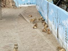 -西霞口神雕山野生动物世界