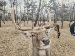 -秦皇岛野生动物园