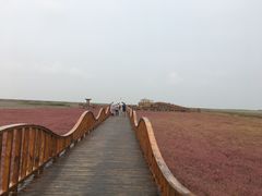 -红海滩国家风景廊道