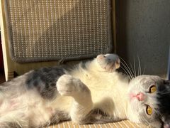 -宠物星动物医院·眼科·异宠·猫科(江南大道总院)