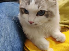 -翊宠yipet猫狗购宠庄园犬舍•猫舍