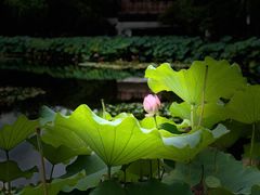 -陈家山荷花公园