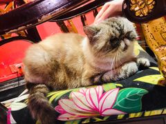 -猫色咖啡·猫咖