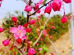 -顾村公园