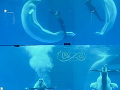 -海合安成都极地海洋公园