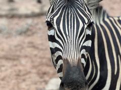 -清迈夜间动物园