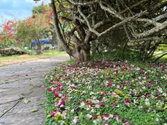 -中国科学院西双版纳热带植物园