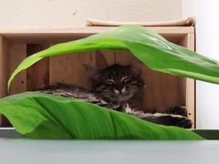 -藏猫猫咖啡主题馆(中央大道店)