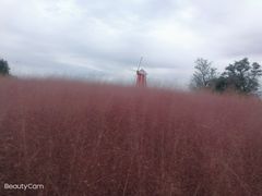 -羊亭河湿地公园