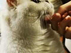 -猫小院猫主题咖啡厅(北锣店)