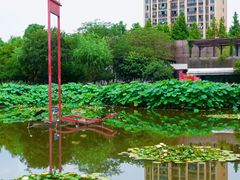 -陈家山荷花公园
