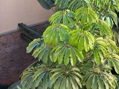 -西双版纳融创皇冠假日度假酒店