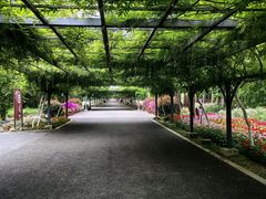 -东平国家森林公园