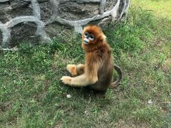 -西安秦岭野生动物园