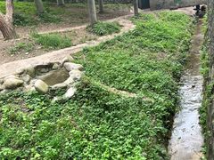 -都江堰中华大熊猫苑