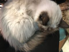 -猫色咖啡·猫咖