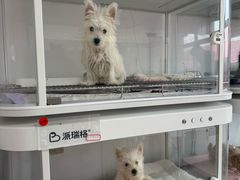 -翊宠yipet猫狗购宠庄园犬舍•猫舍