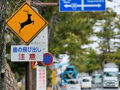 -奈良公园