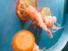 -泉城欧乐堡海洋极地世界
