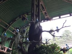 -新加坡飞禽公园