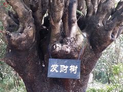 -瑞丽独树成林风景区