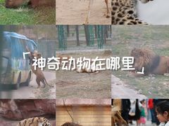 -鄂尔多斯野生动物园