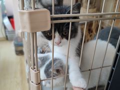 -猫咪派对(江南西店)