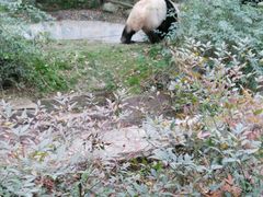 -成都大熊猫繁育研究基地