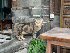 -喵屿·大理花园猫咖