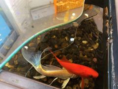 -红糖水都·女生特炖·中式滋补炖(北辰店)